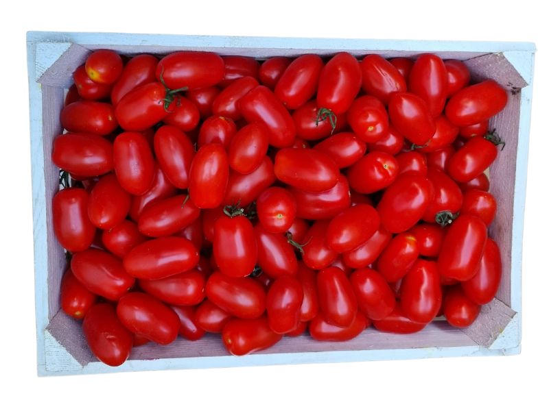 Pomidor daktylowy (4)